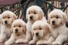 Puppies for sale Netherlands, Maastricht Golden Retriever