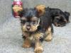 Puppies for sale Germany, Wismar Yorkshire Terrier