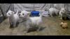 Puppies for sale Netherlands, Eindhoven West Highland White Terrier