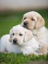 Puppies for sale Finland, Helsinki Labrador