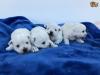 Puppies for sale Russia, Archangel West Highland White Terrier