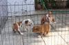 Puppies for sale Bulgaria, Sofia English Bulldog