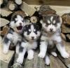 Puppies for sale Belgium, Brussels Haski, Blue Eyes Siberian Husky Puppies