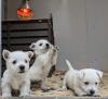 Puppies for sale Slovakia, Bratislava West Highland White Terrier