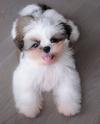 Puppies for sale Italy, Florence Shih Tzu