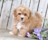Puppies for sale Belgium, Bruges , Havapoo
