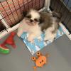 Puppies for sale Belgium, Bruges Shih Tzu