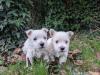 Puppies for sale Austria, Vienna West Highland White Terrier