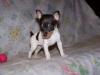 Puppies for sale Cyprus, Nicosia Fokxterer
