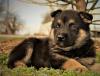 Puppies for sale Cyprus, Ayia Napa German Dog