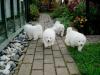 Puppies for sale Belgium, Gant Samoyed dog (Samoyed)