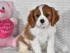 Puppies for sale Cyprus, Ayia Napa Other breed, Cavalier King Charles