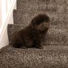 Buy a dog USA, North Carolina Chow Chow