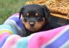 Puppies for sale Belgium, Charleroi Rottweiler