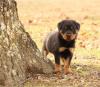 Puppies for sale Greece, Athens Rottweiler