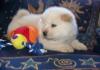 Puppies for sale USA, Texas Chow Chow