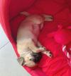 Puppies for sale Belgium, Gant Pug