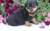 Puppies for sale Germany, Duisburg Rottweiler