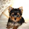 Puppies for sale Poland, Warsaw Yorkshire Terrier