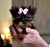 Puppies for sale Cyprus, Larnaca Yorkshire Terrier