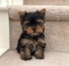 Puppies for sale Cyprus, Nicosia Yorkshire Terrier