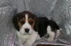 Puppies for sale Cyprus, Larnaca Beagle