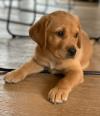 Puppies for sale Netherlands, Maastricht Labrador