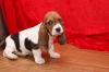 Puppies for sale Cyprus, Limassol Basset Hound