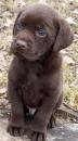 Puppies for sale Germany, Braunschweig Labrador
