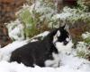 Puppies for sale Belgium, Bruges , Siberian Husky