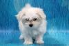 Puppies for sale Cyprus, Protaras Maltese