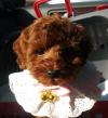 Puppies for sale Netherlands, Amsterdam Toy-poodle
