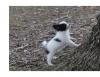 Puppies for sale Cyprus, Nicosia Papillon and Phalene