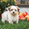 Puppies for sale Canada, Alberta Havanese