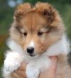 Puppies for sale Cyprus, Nicosia Sheltie (Shetland Sheepdog)