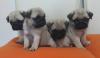 Puppies for sale Malta, Valletta Pug