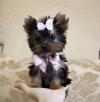 Puppies for sale Greece, Athens Yorkshire Terrier