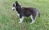 Puppies for sale Lithuania, Vilnius Haski