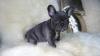 Puppies for sale France, Paris French Bulldog