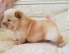 Puppies for sale Netherlands, Hurley Chow Chow