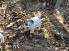 Puppies for sale Cyprus, Limassol Jack Russell Terrier