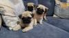 Puppies for sale Spain, Madrid Pug