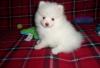Puppies for sale Denmark, Kopenagen Pomeranian Spitz