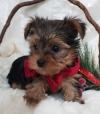 Puppies for sale Cyprus, Limassol Yorkshire Terrier