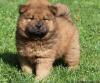 Puppies for sale Finland, Helsinki Chow Chow