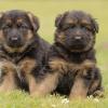 Puppies for sale Belgium, Brussels German Shepherd Dog