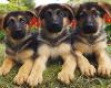 Puppies for sale France, Paris German Shepherd Dog
