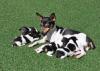 Puppies for sale Germany, Bochum Fokxterer