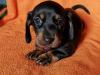 Puppies for sale Cyprus, Nicosia Dachshund