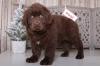 Puppies for sale Poland, Warsaw Newfoundland